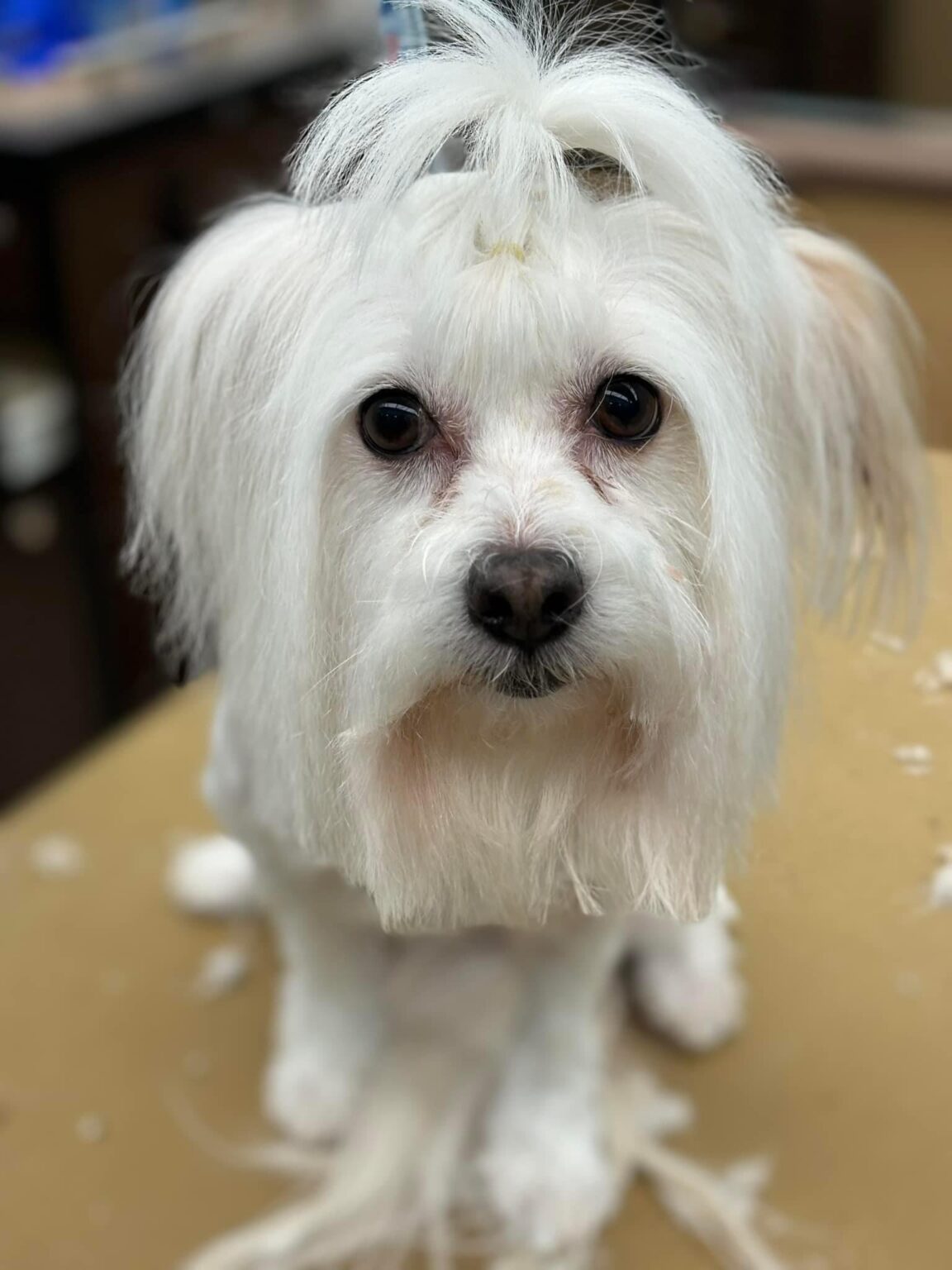 Image showcasing Care Services | Glamour Pet Grooming